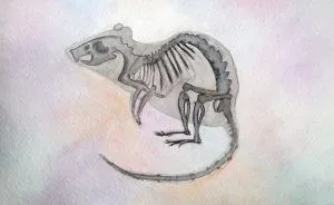 After Spending More Time With Animals Than Humans, I Started Creating Anatomy Art