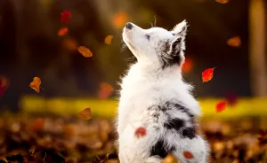 My Most Popular Pics Since I Started Dog Photography