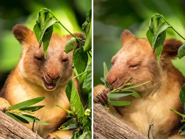 Turns Out Tree-Kangaroos Exist, And It's Impossible To Scroll Down This List Without Smiling