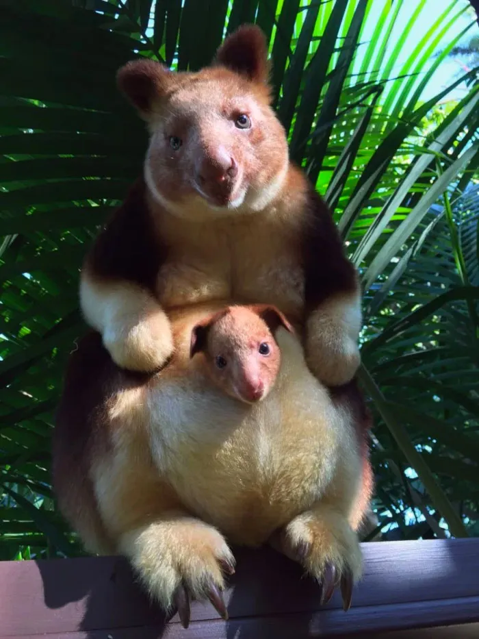 Turns Out Tree-Kangaroos Exist, And It's Impossible To Scroll Down This List Without Smiling