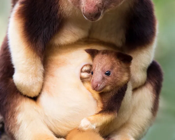 Turns Out Tree-Kangaroos Exist, And It's Impossible To Scroll Down This List Without Smiling