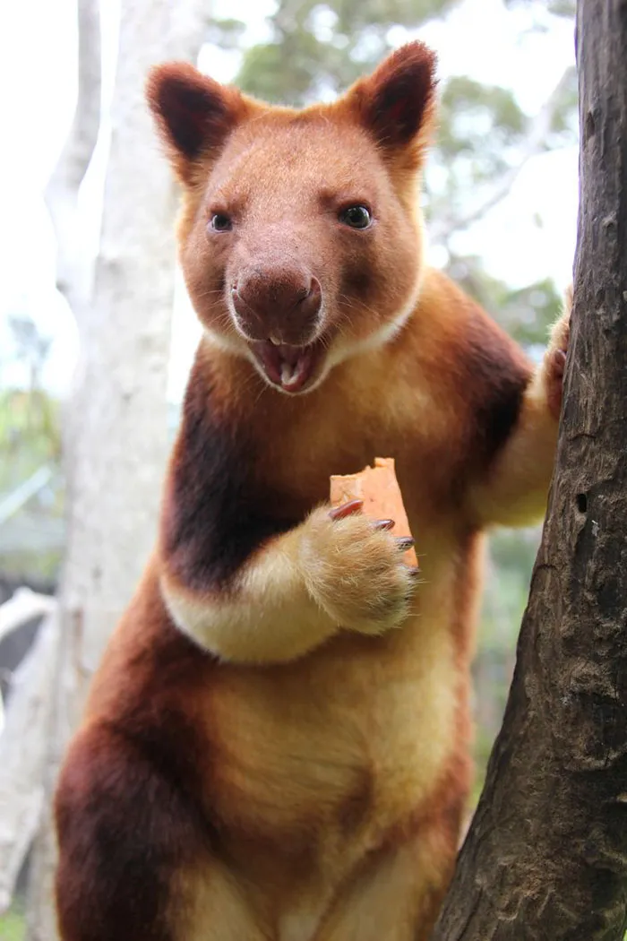 Turns Out Tree-Kangaroos Exist, And It's Impossible To Scroll Down This List Without Smiling