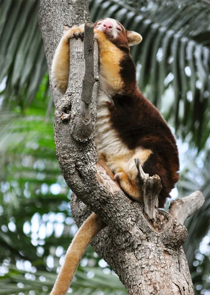 Turns Out Tree-Kangaroos Exist, And It's Impossible To Scroll Down This List Without Smiling