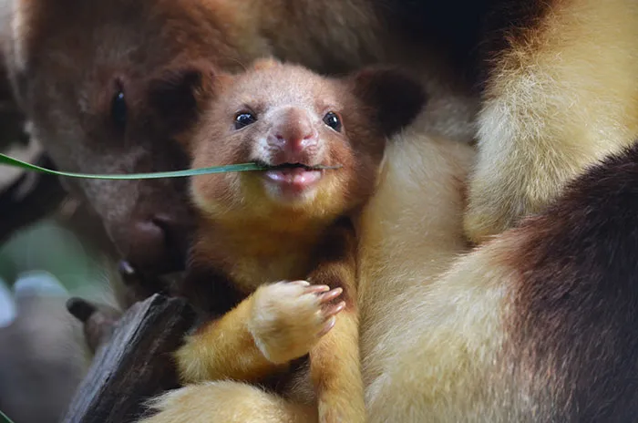 Turns Out Tree-Kangaroos Exist, And It's Impossible To Scroll Down This List Without Smiling