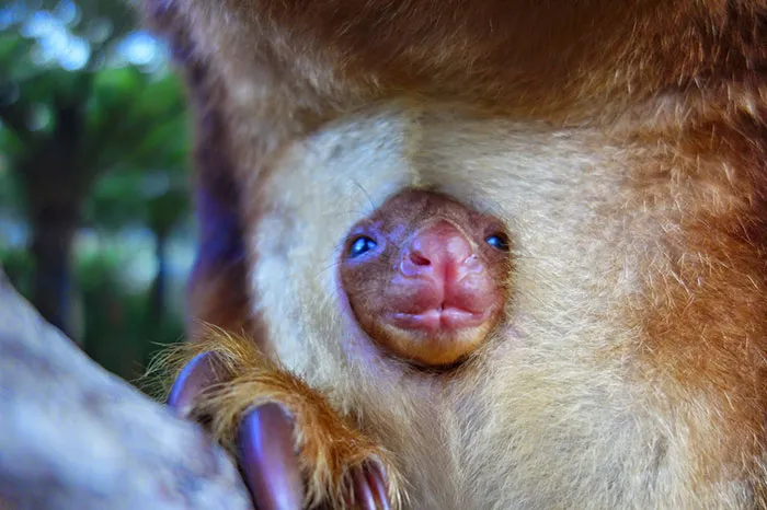 Turns Out Tree-Kangaroos Exist, And It's Impossible To Scroll Down This List Without Smiling