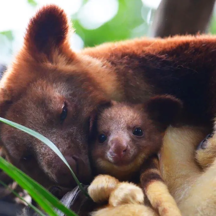 Turns Out Tree-Kangaroos Exist, And It's Impossible To Scroll Down This List Without Smiling