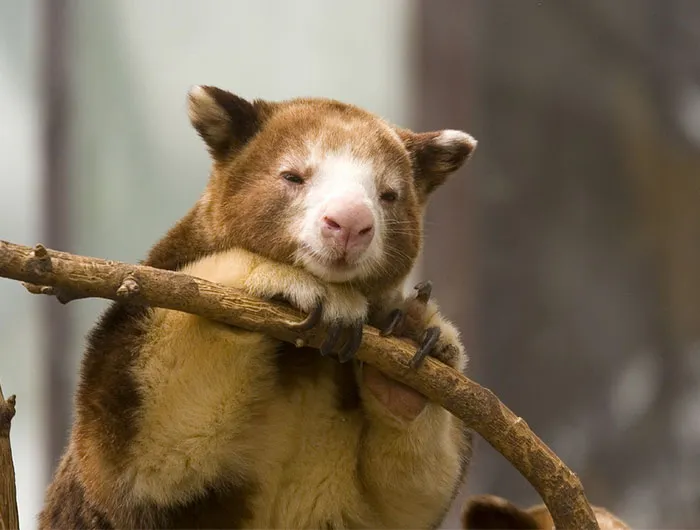 Turns Out Tree-Kangaroos Exist, And It's Impossible To Scroll Down This List Without Smiling