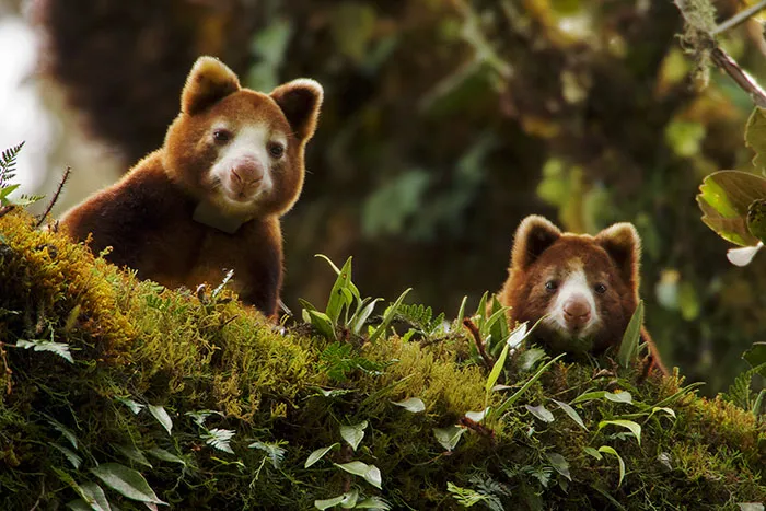 Turns Out Tree-Kangaroos Exist, And It's Impossible To Scroll Down This List Without Smiling
