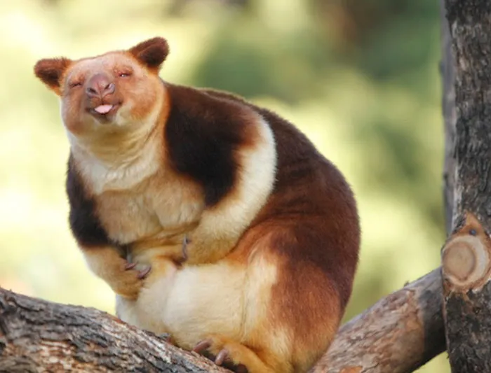 Turns Out Tree-Kangaroos Exist, And It's Impossible To Scroll Down This List Without Smiling