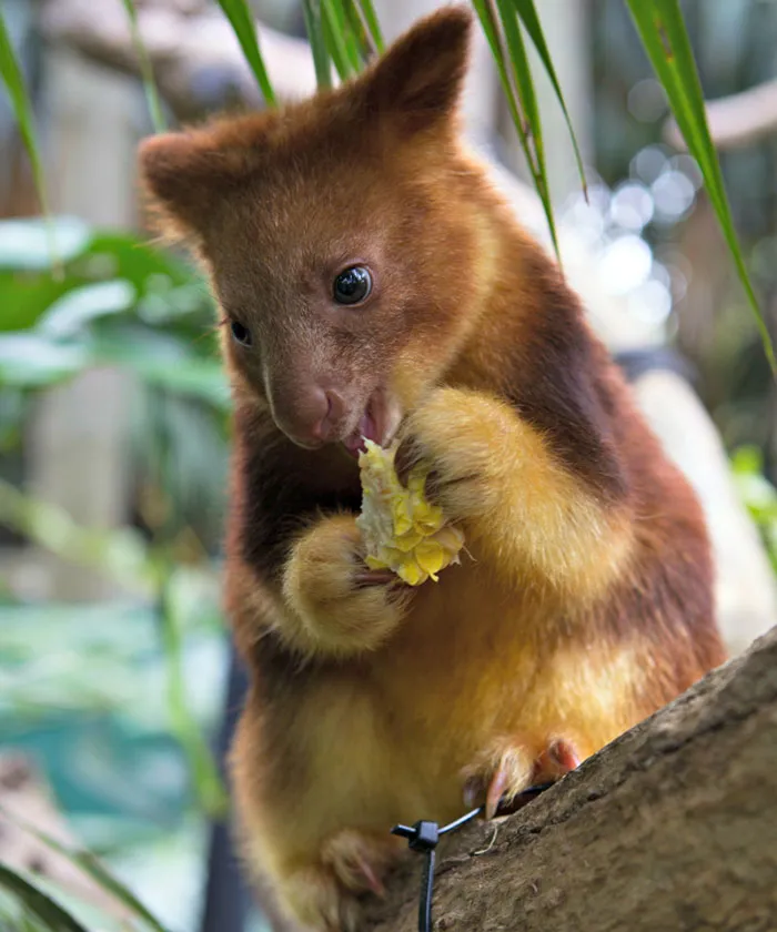 Turns Out Tree-Kangaroos Exist, And It's Impossible To Scroll Down This List Without Smiling