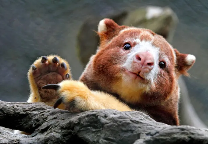 Turns Out Tree-Kangaroos Exist, And It's Impossible To Scroll Down This List Without Smiling