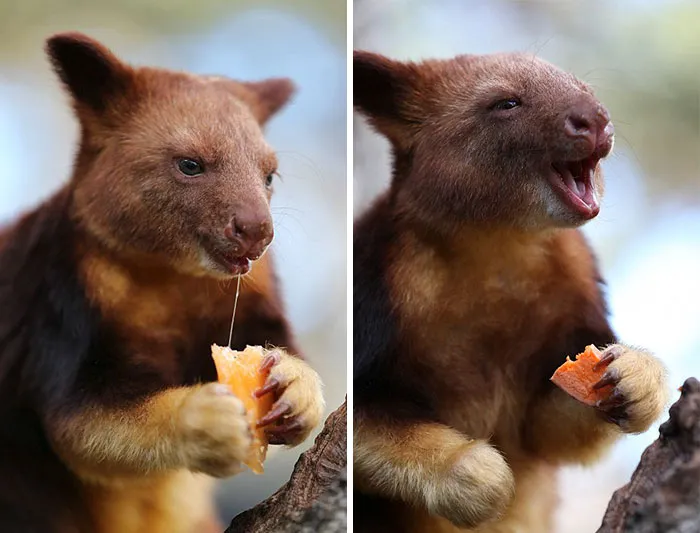 Turns Out Tree-Kangaroos Exist, And It's Impossible To Scroll Down This List Without Smiling