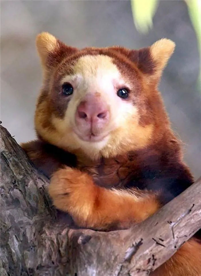 Turns Out Tree-Kangaroos Exist, And It's Impossible To Scroll Down This List Without Smiling