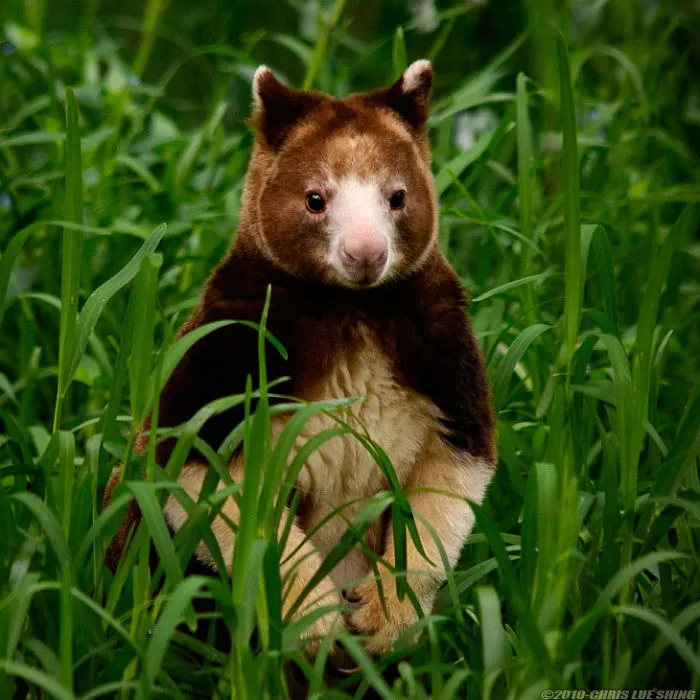 Turns Out Tree-Kangaroos Exist, And It's Impossible To Scroll Down This List Without Smiling