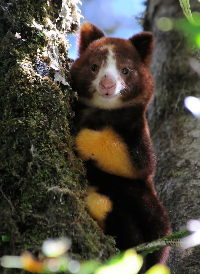 Turns Out Tree-Kangaroos Exist, And It's Impossible To Scroll Down This List Without Smiling