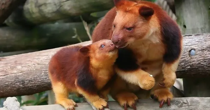 Turns Out Tree-Kangaroos Exist, And It's Impossible To Scroll Down This List Without Smiling
