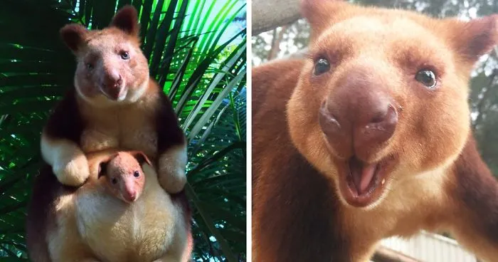 Turns Out Tree-Kangaroos Exist, And It's Impossible To Scroll Down This List Without Smiling