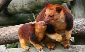 Turns Out Tree-Kangaroos Exist, And It's Impossible To Scroll Down This List Without Smiling