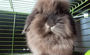 Bunny