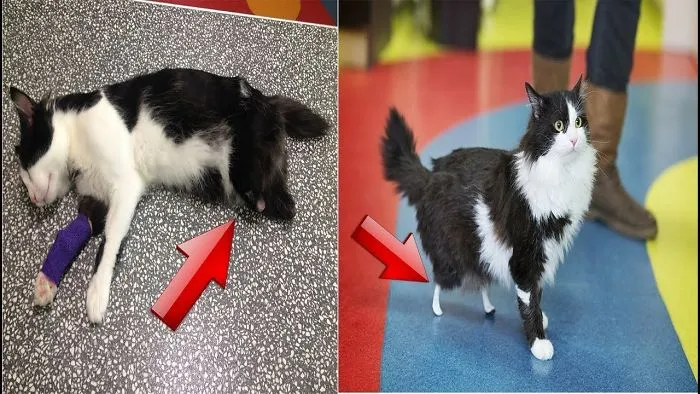 Cat Amputation Only Got New Legs, And Now There Is No Stopping Him