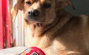 Post Your “Not So Perfect” Pets That Are Perfect To You
