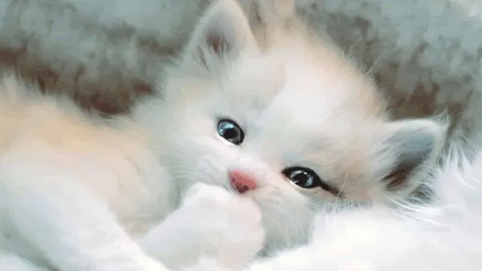 Some Cute  Pics Of Kittens| You Might Be Interested! :)