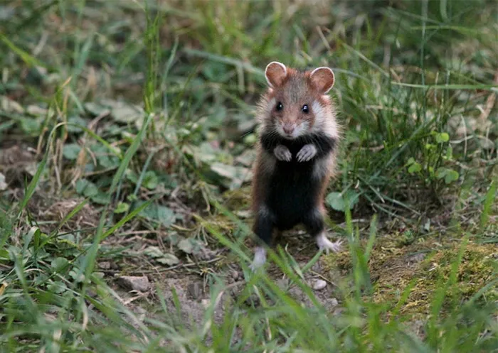 Having A Bad Day? Here's 48 Wild Hamsters