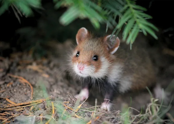Having A Bad Day? Here's 48 Wild Hamsters