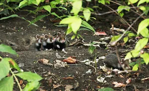 Having A Bad Day? Here's 48 Wild Hamsters