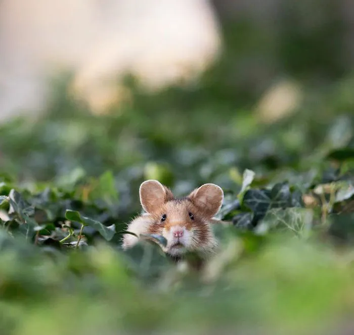 Having A Bad Day? Here's 48 Wild Hamsters