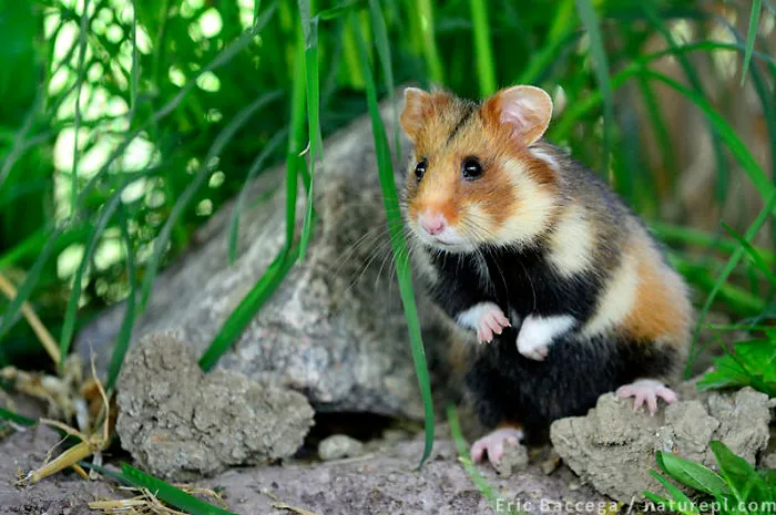 Having A Bad Day? Here's 48 Wild Hamsters