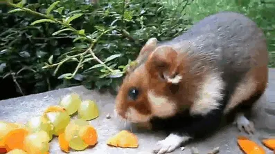 Having A Bad Day? Here's 48 Wild Hamsters