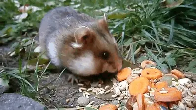 Having A Bad Day? Here's 48 Wild Hamsters
