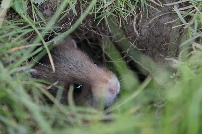Having A Bad Day? Here's 48 Wild Hamsters