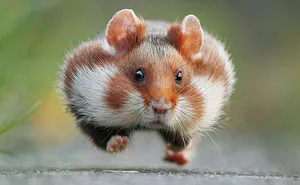 Having A Bad Day? Here's 48 Wild Hamsters