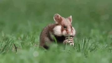 Having A Bad Day? Here's 48 Wild Hamsters