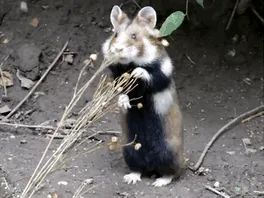 Having A Bad Day? Here's 48 Wild Hamsters