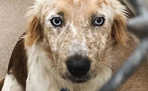 Esta mujer adoptó un perro como regalo por su 25º cumpleaños, y las fotos de antes y después lo dicen todo