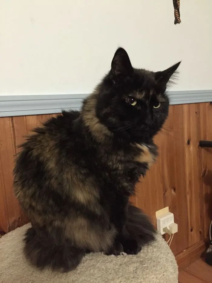 Tortoiseshell cat sitting on a carpeted surface, illustrating pet names people now call their pets instead of the original one.