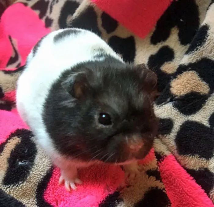 Oreo (My Aunt’s Hamster) Has Mild Hydrocephalus (When Fluid Fills In The Brain) But She Is The Cutest Hamster Ever!