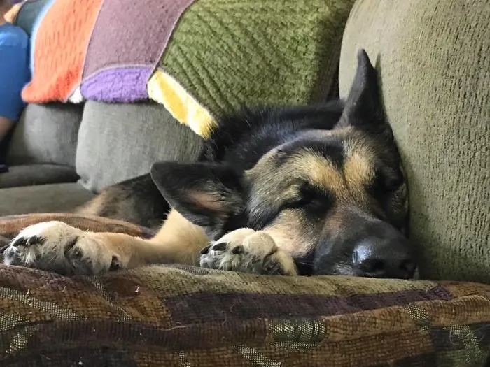German Shepherd sleeping on a couch with colorful blankets showcasing pet names people now call their pets instead of the original.