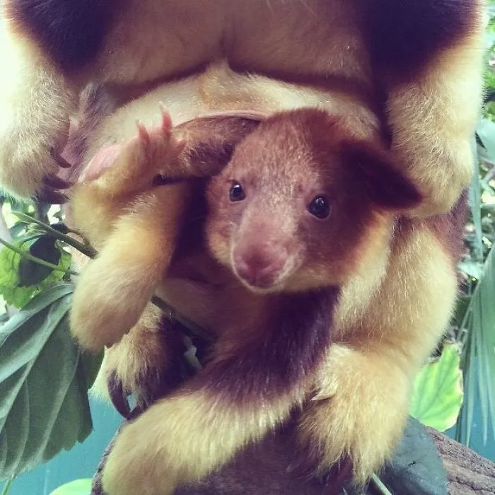 Turns Out Tree-Kangaroos Exist, And It's Impossible To Scroll Down This List Without Smiling