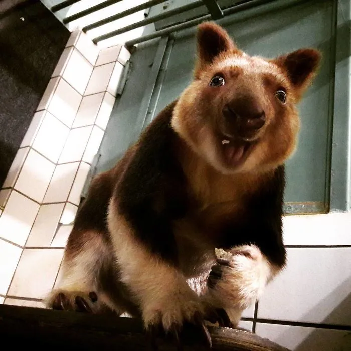 Turns Out Tree-Kangaroos Exist, And It's Impossible To Scroll Down This List Without Smiling