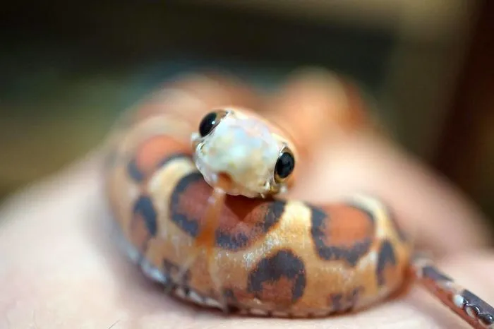 Cute Snake