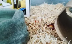 26 Adorable Snake Pics That Will Help You Conquer Your Fear