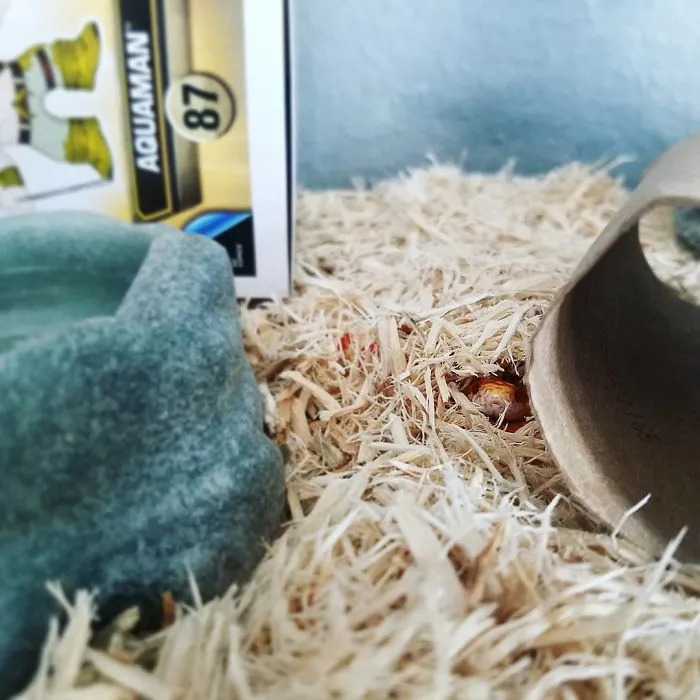 I See You!