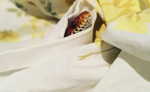 26 Adorable Snake Pics That Will Help You Conquer Your Fear