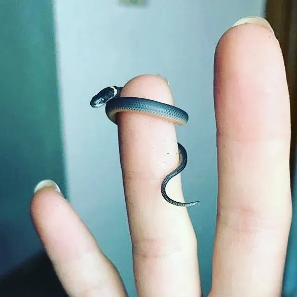 Cute Snake
