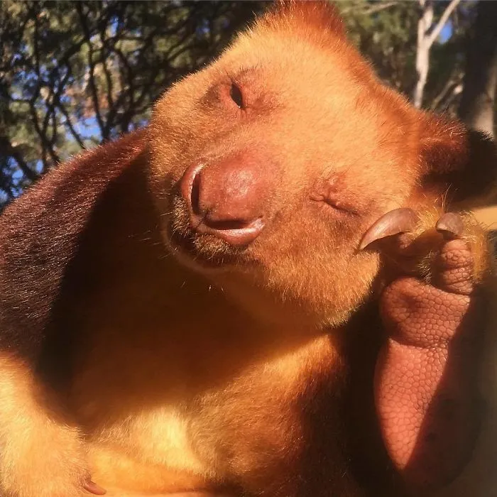 Turns Out Tree-Kangaroos Exist, And It's Impossible To Scroll Down This List Without Smiling