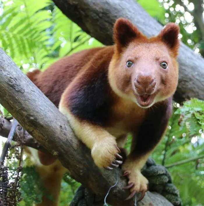 Turns Out Tree-Kangaroos Exist, And It's Impossible To Scroll Down This List Without Smiling